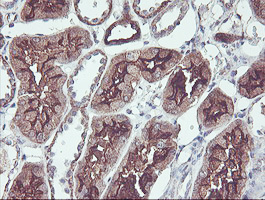 IHC of paraffin-embedded Human Kidney tissue using anti-PDRG1 mouse monoclonal antibody. (Heat-induced epitope retrieval by 10mM citric buffer, pH6.0, 100C for 10min).