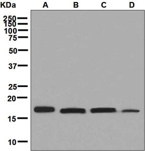Western blot analysis on (A) 293T, (B) HeLa, (C) Jurkat, and (D) MCF-7 cell lysates using anti-PDRG1 antibody.