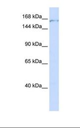 Hela cell lysate. Antibody concentration: 1.0 ug/ml. Gel concentration: 6-18%.