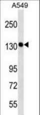 PDS5A Antibody western blot of A549 cell line lysates (35 ug/lane). The PDS5A antibody detected the PDS5A protein (arrow).