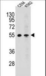 MCHR1 Antibody western blot of CEM,K562 cell line lysates (35 ug/lane). The MCHR1 antibody detected the MCHR1 protein (arrow).