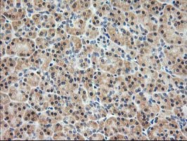 IHC of paraffin-embedded Human pancreas tissue using anti-PDXK mouse monoclonal antibody.