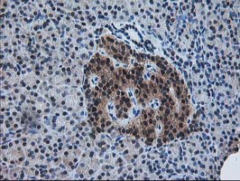 IHC of paraffin-embedded Human pancreas tissue using anti-PDXK mouse monoclonal antibody.