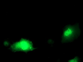 Anti-PDXK mouse monoclonal antibody immunofluorescent staining of COS7 cells transiently transfected by pCMV6-ENTRY PDXK.