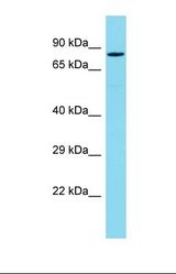 Western blot of Mouse Heart. Pdzd4 antibody dilution 1.0 ug/ml.