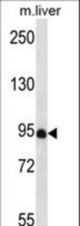 PDZD4 Antibody western blot of mouse liver tissue lysates (35 ug/lane). The PDZD4 antibody detected the PDZD4 protein (arrow).