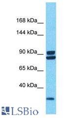 PDZRN4 antibody Western Blot of 786-0. Antibody dilution: 1 ug/ml.