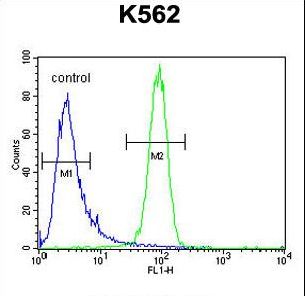 MCHR1 Antibody flow cytometry of K562 cells (right histogram) compared to a negative control cell (left histogram). FITC-conjugated goat-anti-rabbit secondary antibodies were used for the analysis.