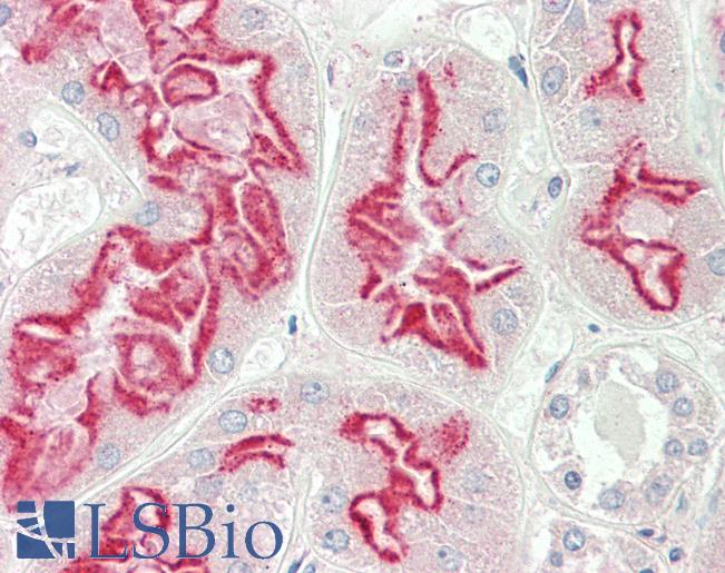 Anti-PEA15 / PEA-15 antibody IHC staining of human kidney. Immunohistochemistry of formalin-fixed, paraffin-embedded tissue after heat-induced antigen retrieval. Antibody LS-B10334 concentration 10 ug/ml.
