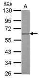 Sample (30 ug of whole cell lysate) A: K562 10% SDS PAGE ETV4 / PEA3 antibody diluted at 1:1000