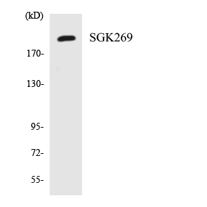 Western blot of the lysates from 293 cells using SGK269 antibody.
