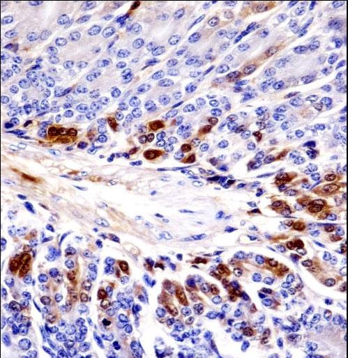 Mouse Sgk269 Antibody immunohistochemistry of formalin-fixed and paraffin-embedded mouse stomach tissue followed by peroxidase-conjugated secondary antibody and DAB staining.