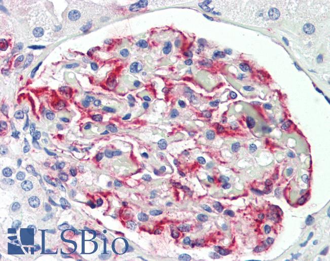 Anti-PEAK1 antibody IHC staining of human kidney. Immunohistochemistry of formalin-fixed, paraffin-embedded tissue after heat-induced antigen retrieval.