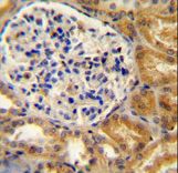 PEAR1 antibody immunohistochemistry of formalin-fixed and paraffin-embedded human kidney tissue followed by peroxidase-conjugated secondary antibody and DAB staining.