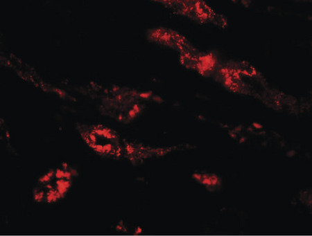 Immunofluorescence of PEAR1 in human kidney tissue with PEAR1 antibody at 20 ug/ml.