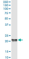 PBP monoclonal antibody (M01), clone 2G2-1F1. Western Blot analysis of PEBP1 expression in human kidney.