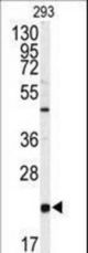 Western blot of anti-PBP Antibody Antibody in 293 cell line lysates (35 ug/lane). PBP(arrow) was detected using the purified antibody.
