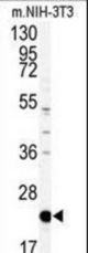 Western blot of anti-PBP Antibody in mouse NIH-3T3 tissue lysates (35 ug/lane). PBP(arrow) was detected using the purified antibody.