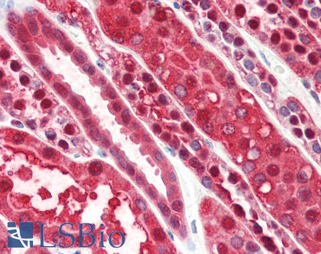 Anti-PEBP1 antibody IHC of human kidney. Immunohistochemistry of formalin-fixed, paraffin-embedded tissue after heat-induced antigen retrieval. Antibody LS-B3247 concentration 5 ug/ml.