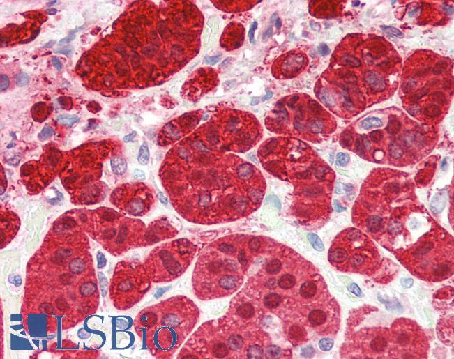 Anti-PEBP1 antibody IHC of human adrenal. Immunohistochemistry of formalin-fixed, paraffin-embedded tissue after heat-induced antigen retrieval. Antibody LS-B3247 concentration 5 ug/ml.