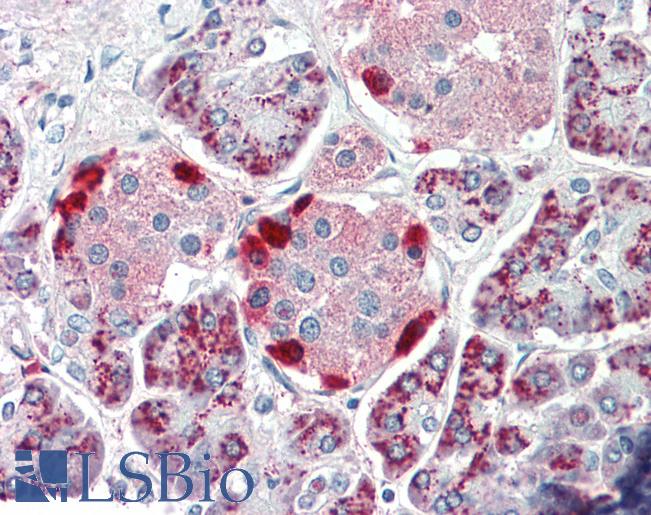 Anti-PEBP4 antibody IHC staining of human pancreas. Immunohistochemistry of formalin-fixed, paraffin-embedded tissue after heat-induced antigen retrieval. Antibody LS-B10304 concentration 5 ug/ml.