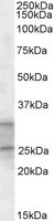 PEBP4 antibody (1 ug/ml) staining of Human Heart lysate (35 ug protein in RIPA buffer). Primary incubation was 1 hour. Detected by chemiluminescence.