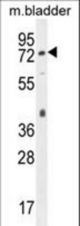 Mouse CD31 Antibody western blot of mouse bladder tissue lysates (35 ug/lane). The MouseCD31 antibody detected the MouseCD31 protein (arrow).
