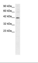 HepG2 Cell Lysate