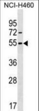 MIER1 Antibody western blot of NCI-H460 cell line lysates (35 ug/lane). The MIER1 antibody detected the MIER1 protein (arrow).