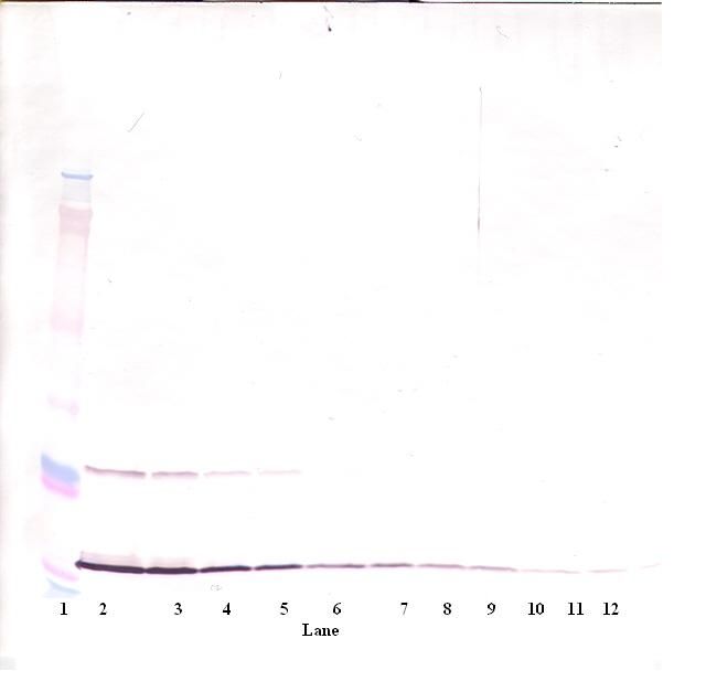 Western Blot (non-reducing) of MIA antibody LS-C104285
