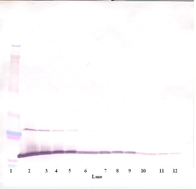 Western Blot (reducing) of MIA antibody LS-C104285