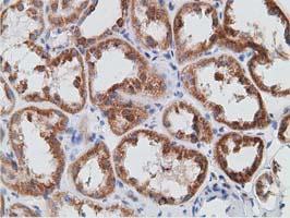 IHC of paraffin-embedded Human Kidney tissue using anti-PECR mouse monoclonal antibody. (Dilution 1:50).