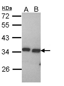 Sample (30 ug of whole cell lysate). A: Hela. B: Hep G2. 12% SDS PAGE. PECR antibody diluted at 1:1000.