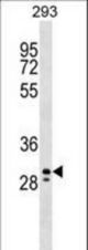 PEF1 Antibody western blot of 293 cell line lysates (35 ug/lane). The PEF1 antibody detected the PEF1 protein (arrow).