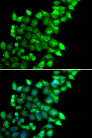 Immunofluorescence blot of U20S cell using MEST antibody. Blue: DAPI for nuclear staining.