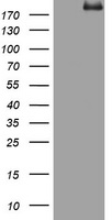 HEK293T cells were transfected with the pCMV6-ENTRY control (Left lane) or pCMV6-ENTRY PEG3 (Right lane) cDNA for 48 hrs and lysed. Equivalent amounts of cell lysates (5 ug per lane) were separated by SDS-PAGE and immunoblotted with anti-PEG3.