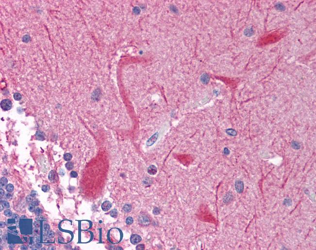 Anti-PEG3 antibody IHC of human brain, cerebellum. Immunohistochemistry of formalin-fixed, paraffin-embedded tissue after heat-induced antigen retrieval. Antibody LS-B1556 concentration 5 ug/ml.