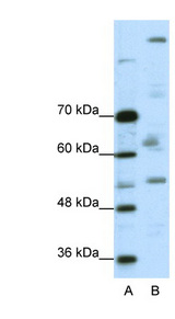 PEG3 antibody LS-B1556 Western blot of A204 cell lysate.