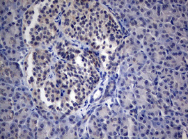 IHC of paraffin-embedded Human pancreas tissue using anti-PEG3 mouse monoclonal antibody.