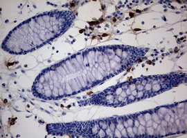 IHC of paraffin-embedded Human colon tissue using anti-PEG3 mouse monoclonal antibody.