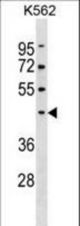 PELI1 Antibody western blot of K562 cell line lysates (35 ug/lane). The PELI1 antibody detected the PELI1 protein (arrow).