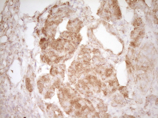 IHC of paraffin-embedded Human pancreas tissue using anti-PELI1 mouse monoclonal antibody. (Heat-induced epitope retrieval by 1 mM EDTA in 10mM Tris, pH8.5, 120°C for 3min).
