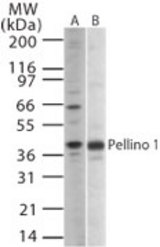 Western blot of Pellino 1 in human Ramos cell lysate (A) and mouse Raw cell lysate (B) using antibody at 1:1000 dilution.