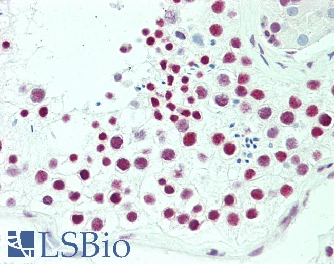 Anti-PELI2 / Pellino 2 antibody IHC staining of human testis. Immunohistochemistry of formalin-fixed, paraffin-embedded tissue after heat-induced antigen retrieval. Antibody LS-B10949 dilution 1:100.