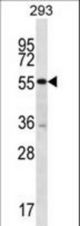 PELI2 Antibody western blot of 293 cell line lysates (35 ug/lane). The PELI2 antibody detected the PELI2 protein (arrow).