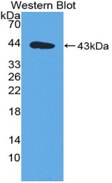 Western blot of recombinant MIA.