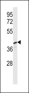 PELI3 Antibody western blot of NCI-H460 cell line lysates (35 ug/lane). The PELI3 antibody detected the PELI3 protein (arrow).