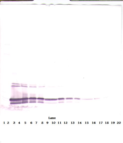 Western Blot (reducing) of MIA2 antibody LS-C104283