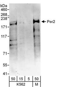 Detection of Human Per2 by Western Blot. Samples: Whole cell lysate from K562 (5, 15 and 50 ug) and MCF7 (M; 50 ug) cells. Antibodies: Affinity purified rabbit anti-Per2 antibody used for WB at 0.4 ug/ml. Detection: Chemiluminescence with an exposure time of 3 minutes.