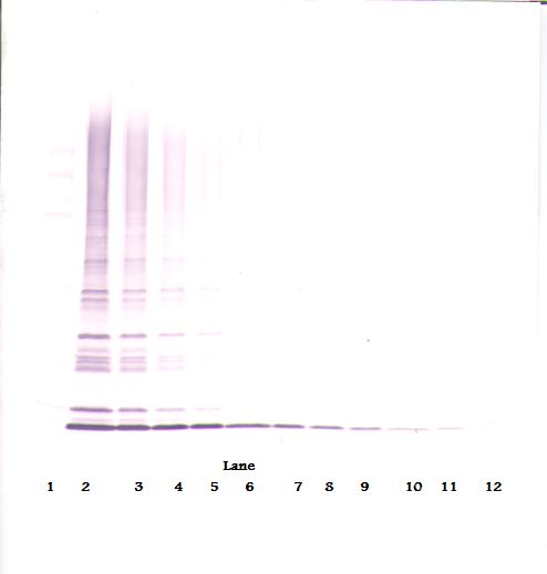 Western Blot (non-reducing) of MIA2 antibody LS-C104283